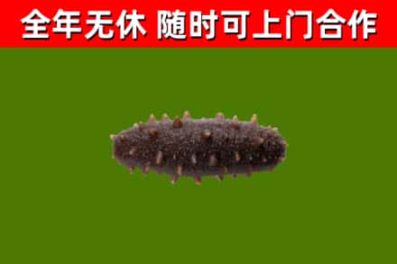 延庆回收海参干
